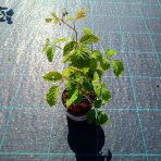 Malina červená, remontantná (Rubus idaeus) ´MEEKER´ - výška 20-30 cm, kont. C1,5L